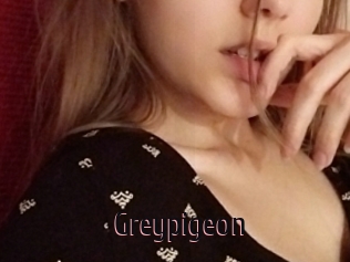 Greypigeon