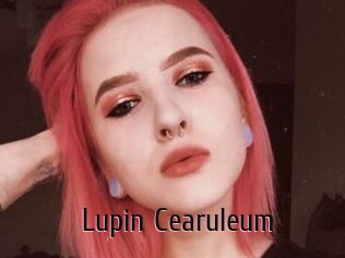 Lupin_Cearuleum
