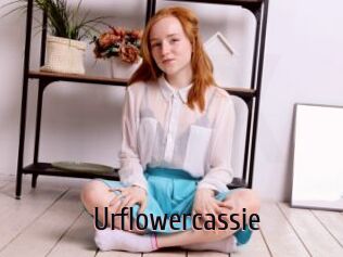 Urflowercassie